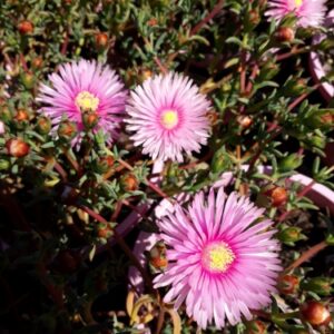 Groundcovers & Climbers