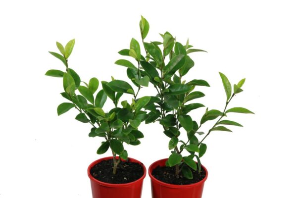 MICHELIA FIGO COCO