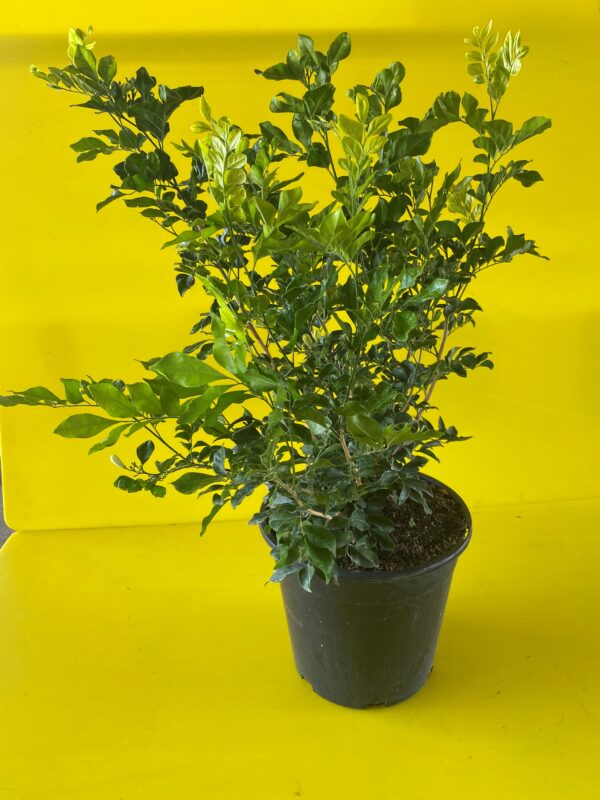 MURRAYA PANICULATA