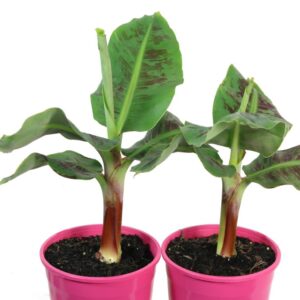 Musa (Banana) Super Dwarf Cavendish