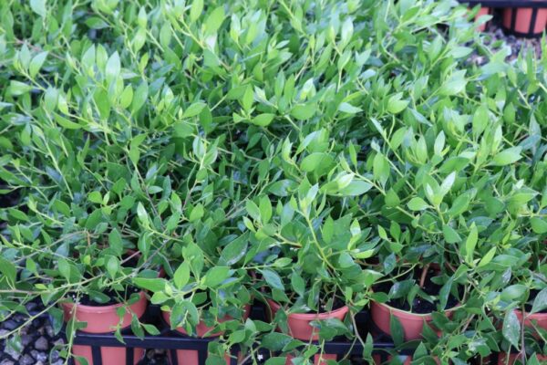 MYOPORUM INSULARE PROSTRATE (TB BOOBIALLA)
