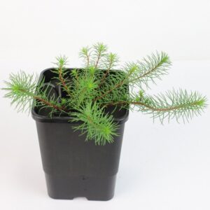 MYRIOPHYLLUM PAPILLOSUM - mini floater