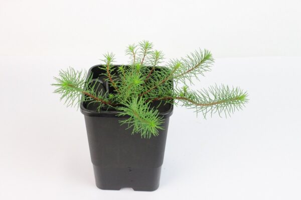 MYRIOPHYLLUM PAPILLOSUM - mini floater
