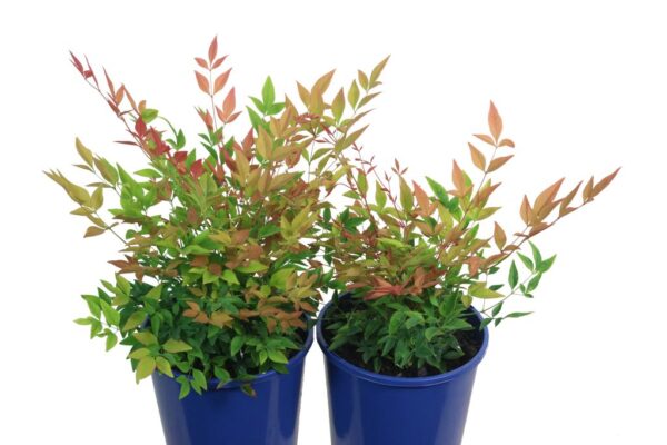 NANDINA DOMESTICA GULF STREAM