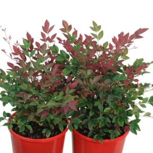 NANDINA DOM. OBSESSION SEIKA