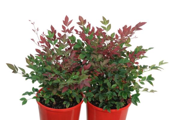 NANDINA DOM. OBSESSION SEIKA