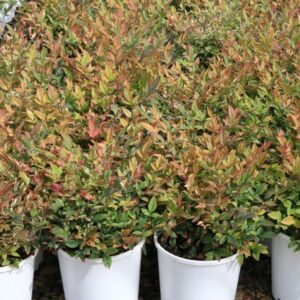 Nandina Twilight