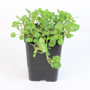 NASTURTIUM OFFICINALE