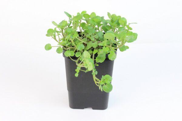 NASTURTIUM OFFICINALE
