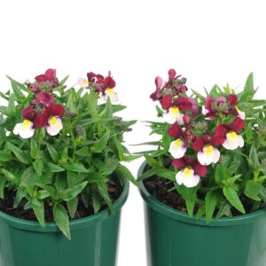 NEMESIA 'CHERRY RED'