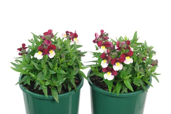 NEMESIA 'CHERRY RED'