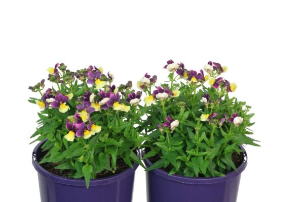 NEMESIA PLUM AND CUSTARD