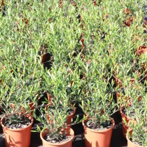 OLEA GARDEN HARVEST
