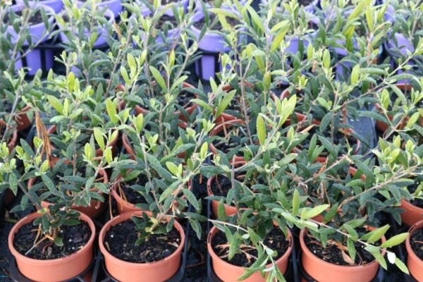 OLEA GARDEN HARVEST