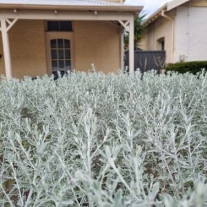 OLEARIA AXILLARIS (TB WILD ROSEMARY)