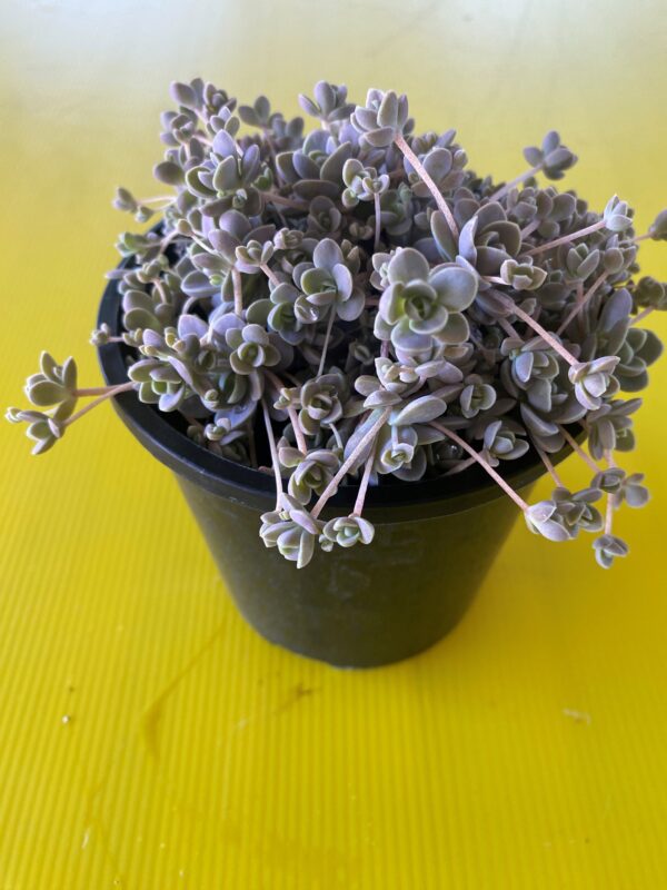 OROSTACHYS IWARENGE