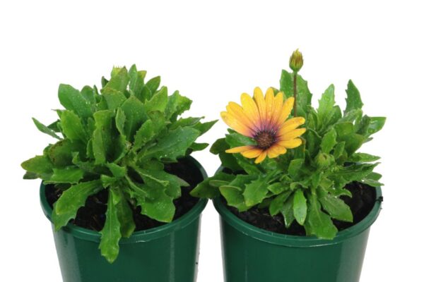 Osteospermum Lazy Daisy Burnt Orange