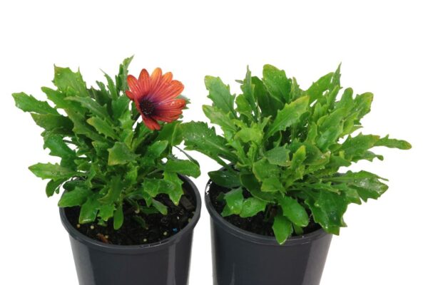 Osteospermum Lazy Daisy Copper