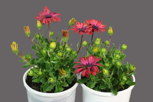 Osteospermum Lazy Daisy Magenta