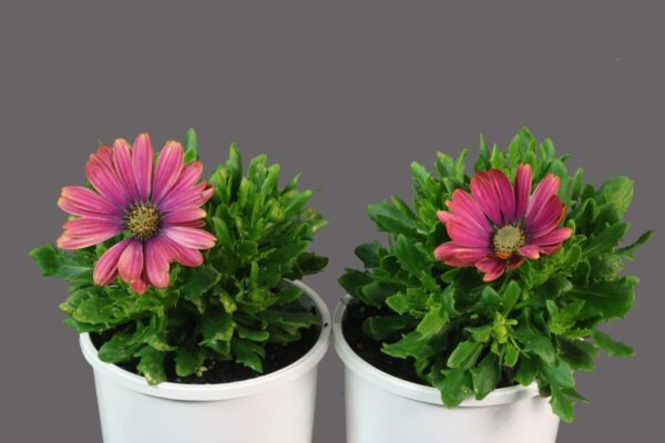 Osteospermum Pink Sun