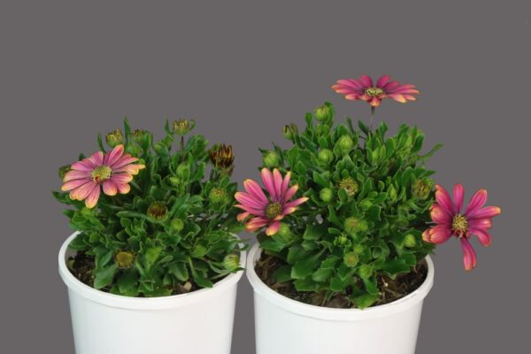 Osteospermum Pink Sun