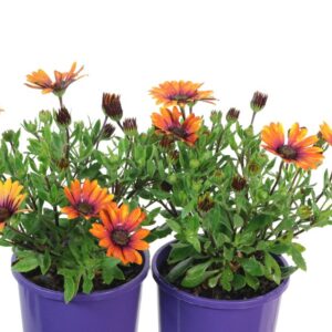OSTEOSPERMUM PURPLE SUN