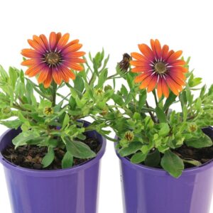 OSTEOSPERMUM PURPLE SUN