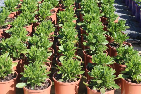 OSTEOSPERMUM SERENITY BRONZE