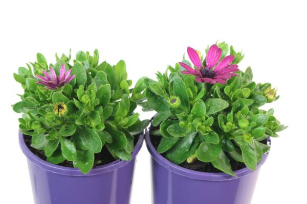 OSTEOSPERMUM SERENTIY DARK PURPLE