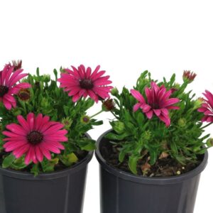 Osteospermum Serenity Electric Rose