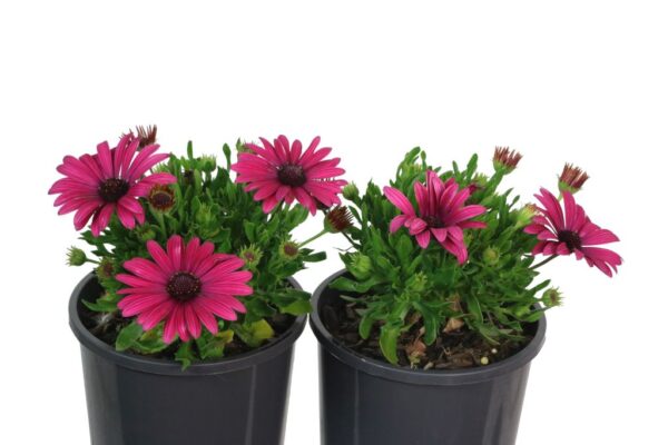 Osteospermum Serenity Electric Rose