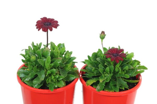 OSTEOSPERMUM SERENITY RED