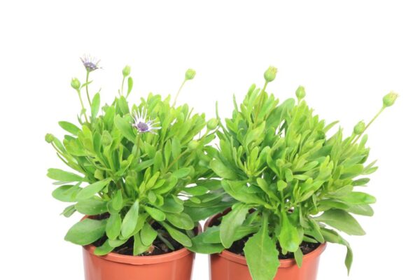 OSTEOSPERMUM POWER PACKED SPIDER WHITE