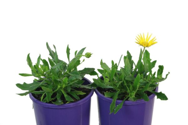OSTEOSPERMUM VOLTAGE YELLOW