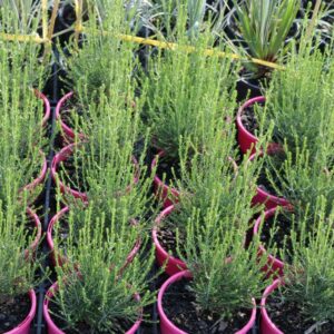 OZOTHAMNUS DIOSMOFOLIUS COLOUR SURPRISE