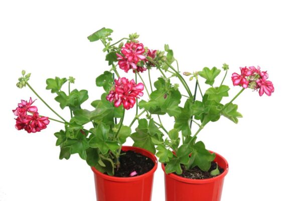 PELARGONIUM IMPERIAL ARCTIC RED