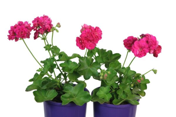 Pelargonium Great Balls of Fire Deep Rose