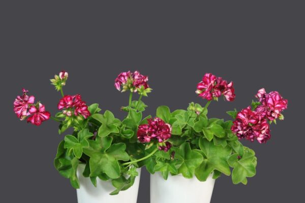 PELARGONIUM GREAT BALLS OF FIRE BURGUNDY BLAZE