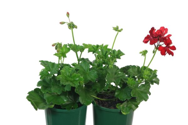 PELARGONIUM GREAT BALLS OF FIRE DARK RED