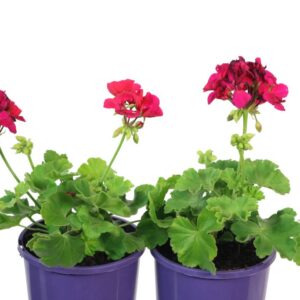 Pelargonium Calliope Large Purple