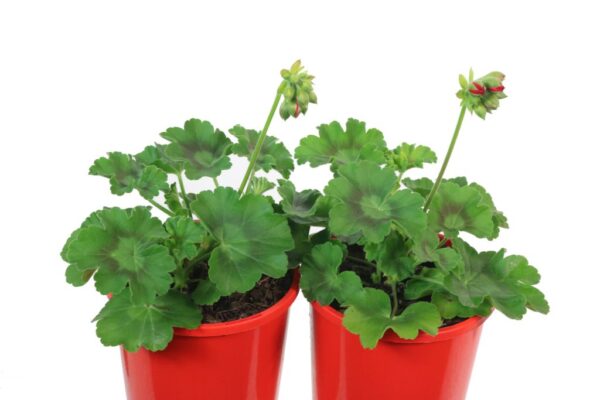 GERANIUM CALIOPE BIG RED