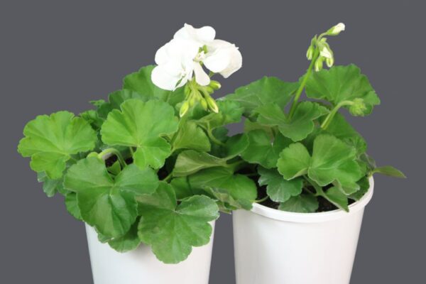 Pelargonium Calliope Large White
