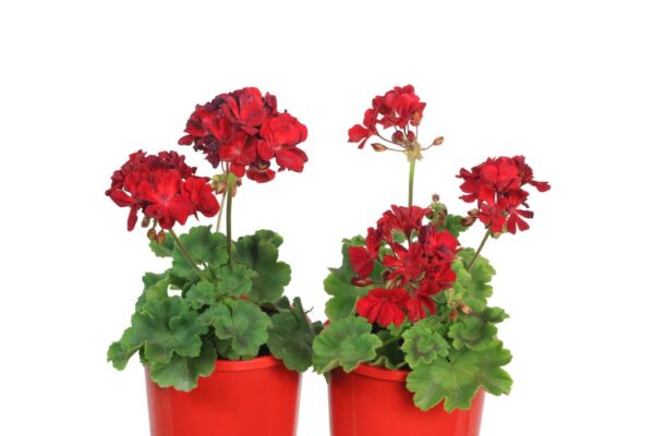Pelargonium Savannah Really Red