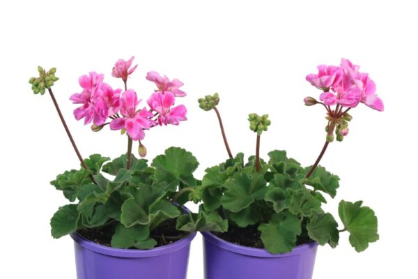 PELARGONIUM SAVANNAH LAVENDER SPLASH