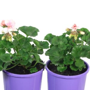 Pelargonium Savannah Light Salmon