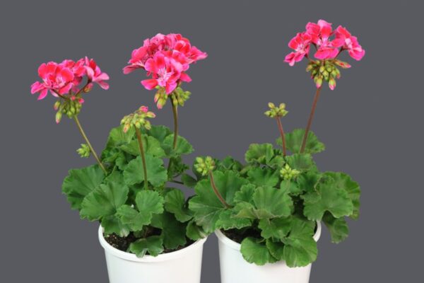 Pelargonium Savannah TexMex Fire 2022