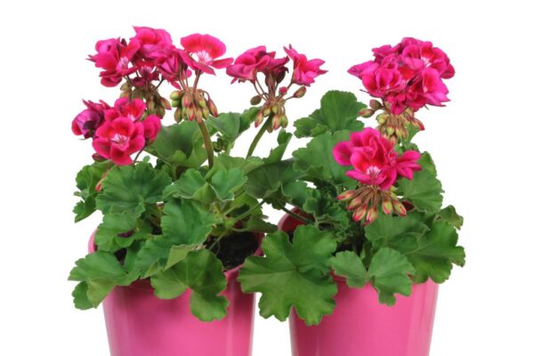 Pelargonium Savannah TexMex Merlot Sizzle