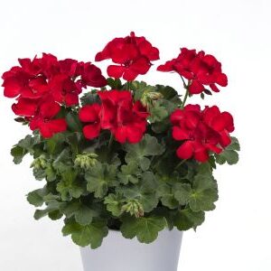 Flowering and Impulse