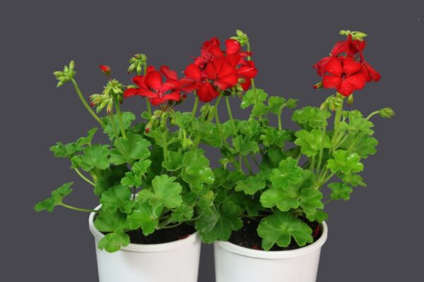 PELARGONIUM TWOINONE DARK RED