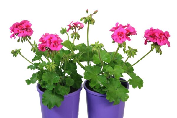 PELARGONIUM TWOINONE HOT PINK SPLASH